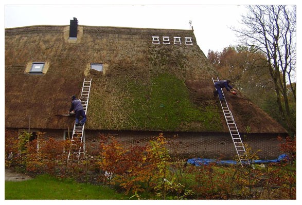 Our passion: thatch!