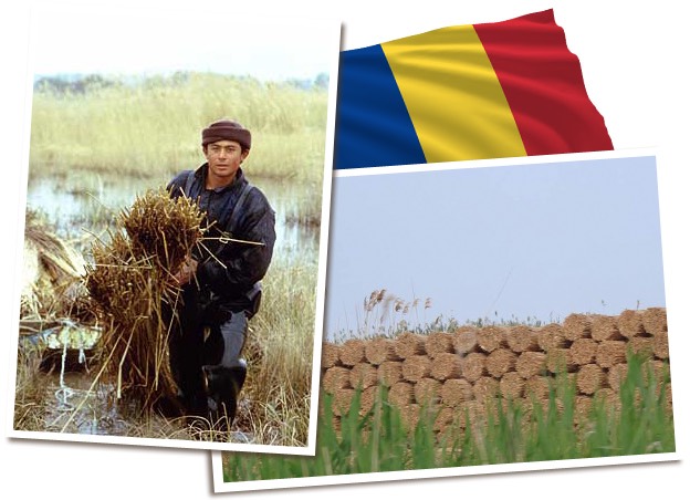 Riet uit Roemenië